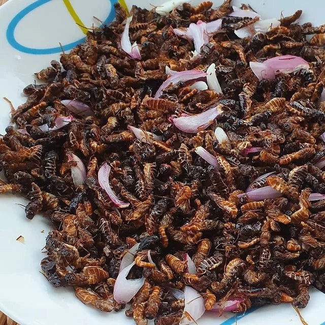 Termites Comestibles du Cameroun 200g