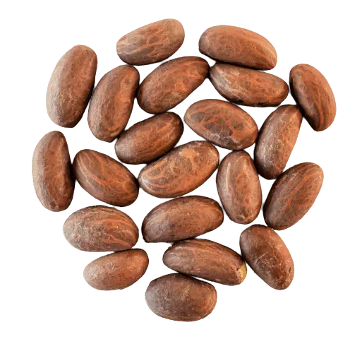 Petite Kola (Garcinia kola) « bitter kola » du Cameroun 100g